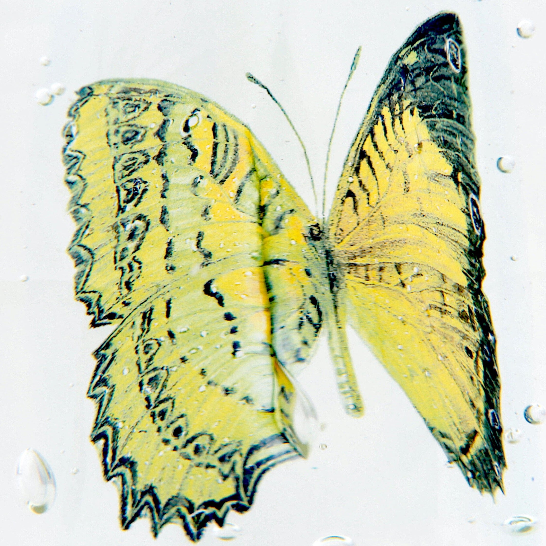 'Lepidoptera I' | 18x11x11cm